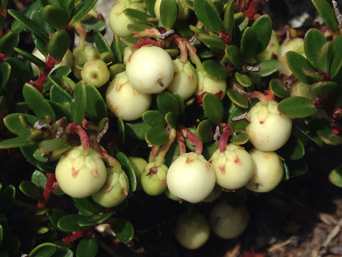 Gaultheria pumila (Chaura) — photo