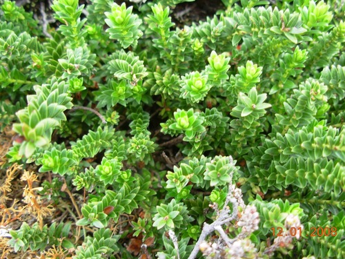 Gaultheria pumila var. leucocarpa