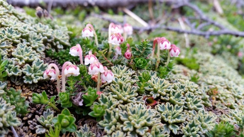 Gaultheria pumila