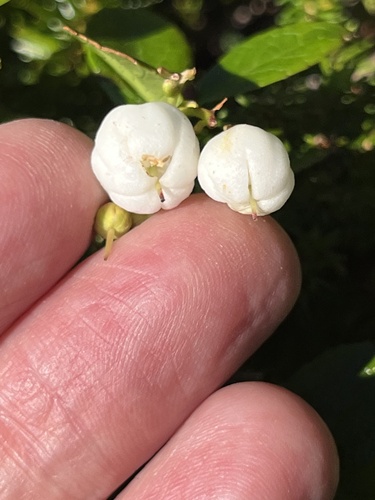 Gaultheria pyroloides (Miquel's Spicy-wintergreen) — photo