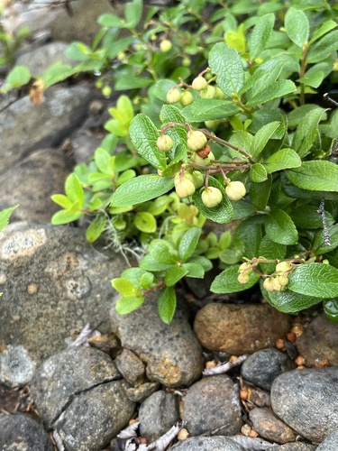 Gaultheria pyroloides (Miquel's Spicy-wintergreen) — photo