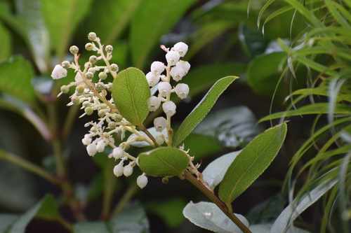 Gaultheria reticulata (Mote pelado) — photo