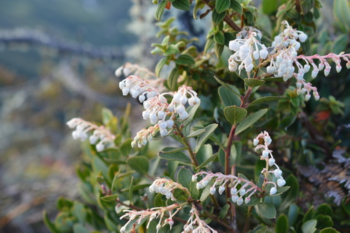 Gaultheria reticulata (Mote pelado) — photo