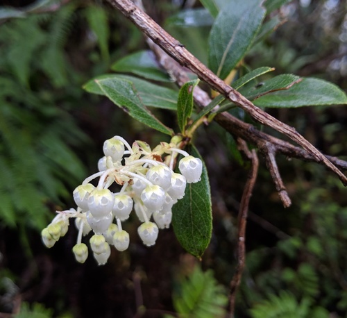 Gaultheria reticulata
