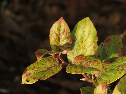 Gaultheria rigida — photo