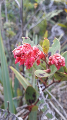 Gaultheria rigida — photo