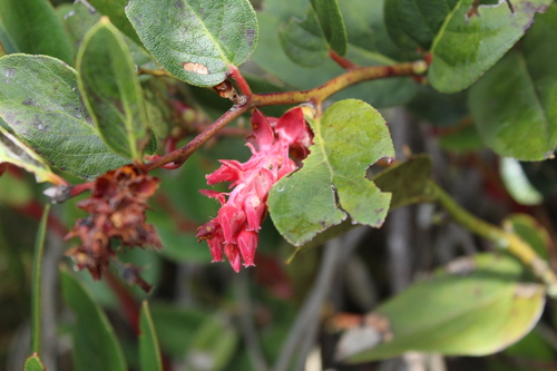 Gaultheria rigida