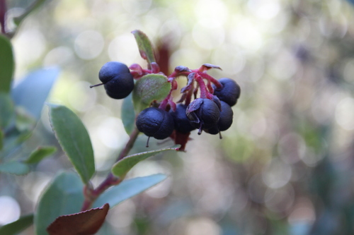 Gaultheria schultesii — photo