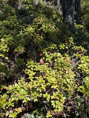 Gaultheria schultesii — photo