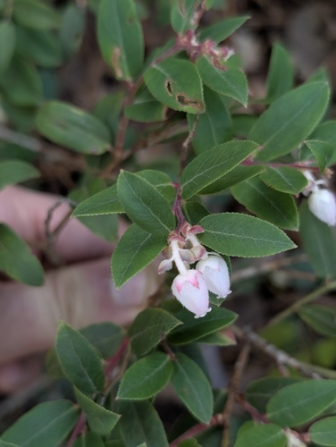 Gaultheria schultesii