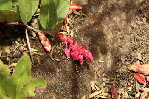 Gaultheria sclerophylla — photo
