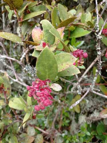 Gaultheria sclerophylla — photo