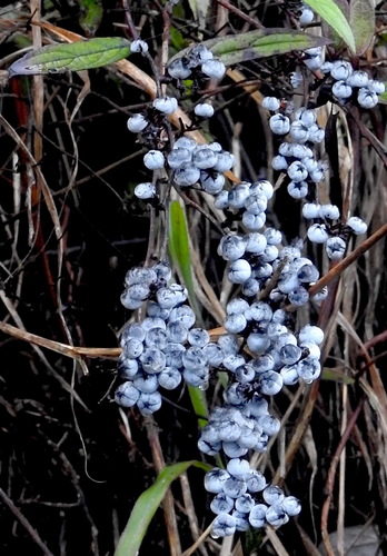 Gaultheria semi-infera — photo