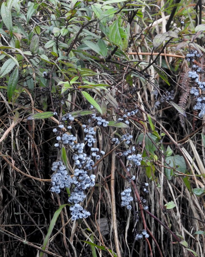Gaultheria semi-infera