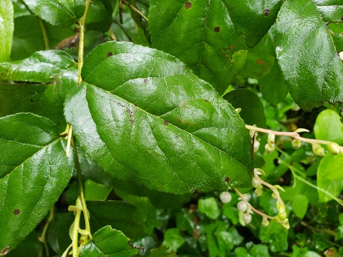 Gaultheria shallon (Salal) — photo