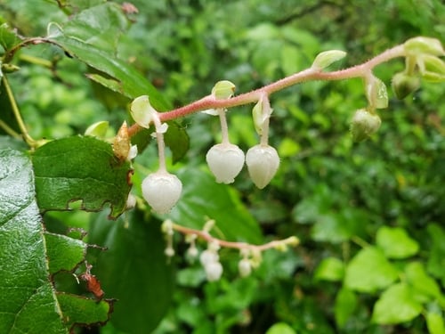 Gaultheria shallon (Salal) — photo