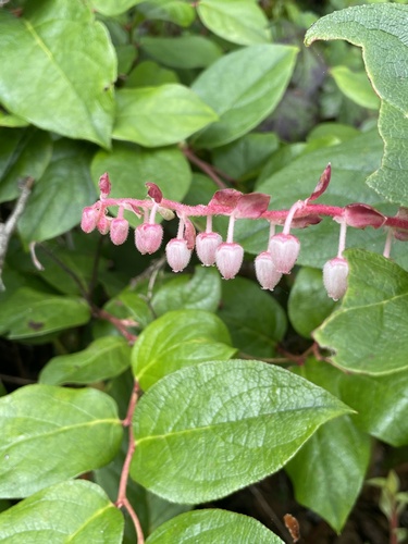 Gaultheria shallon
