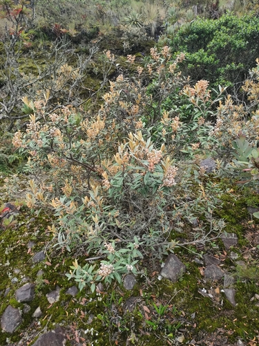 Gaultheria tomentosa — photo