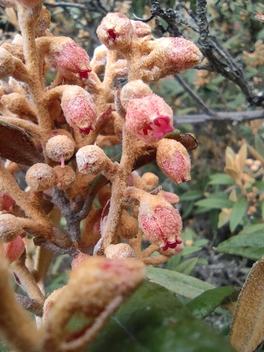 Gaultheria tomentosa — photo