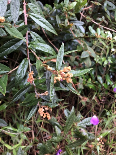 Gaultheria tomentosa