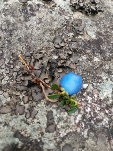 Gaultheria trichophylla (East wintergreen) — photo