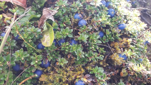 Gaultheria trichophylla