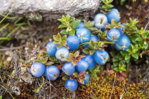 Gaultheria trichophylla (East wintergreen) — photo