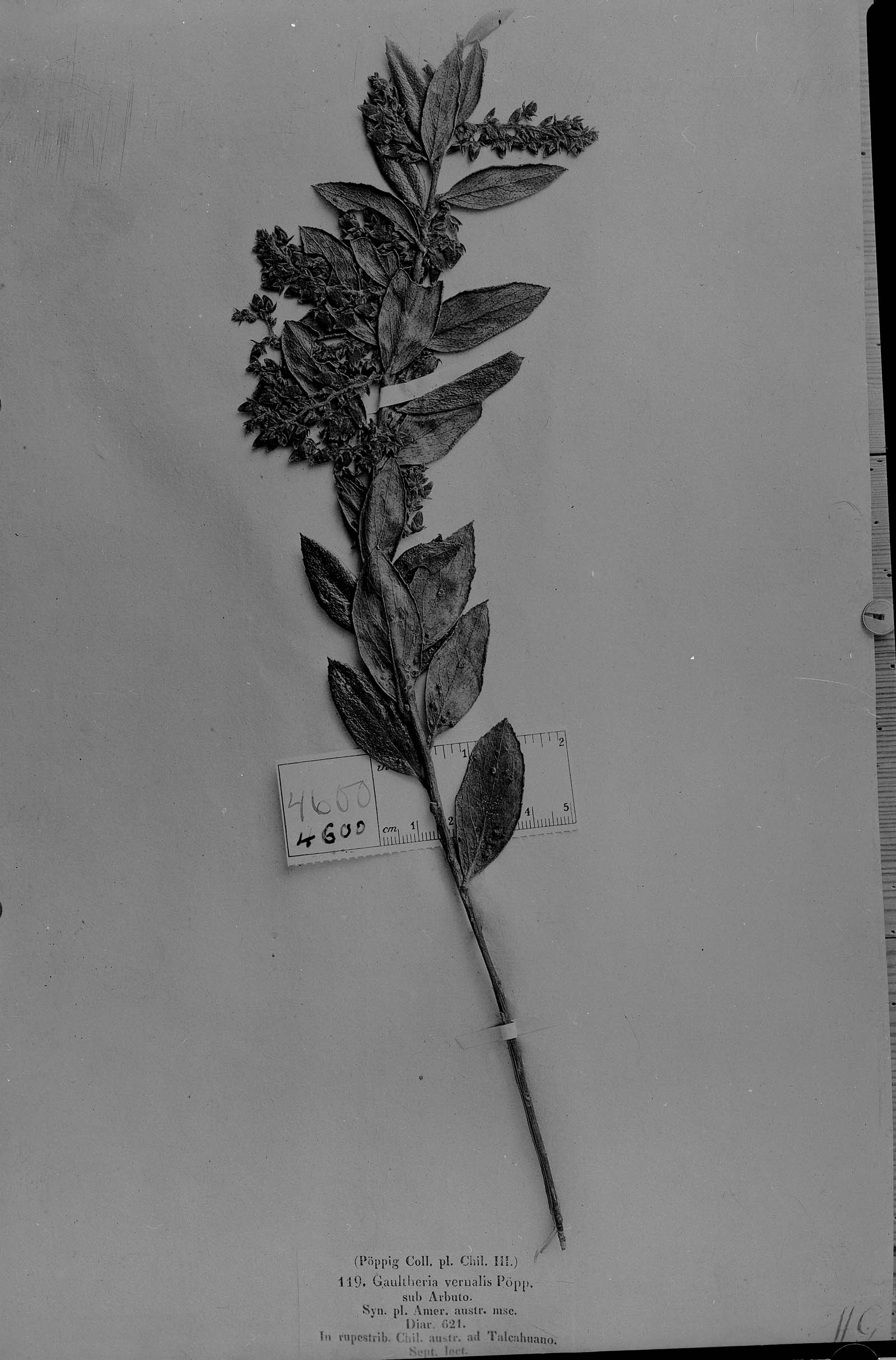 Gaultheria vernalis — photo