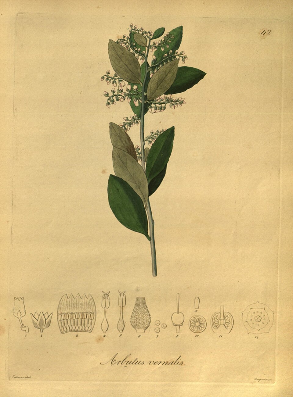 Gaultheria vernalis