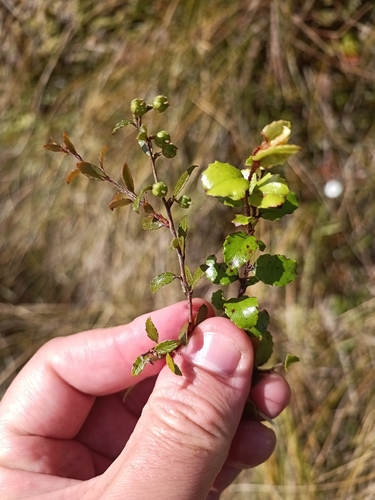 Gaultheria x wisleyensis — photo
