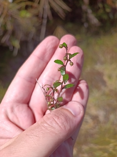 Gaultheria x wisleyensis — photo