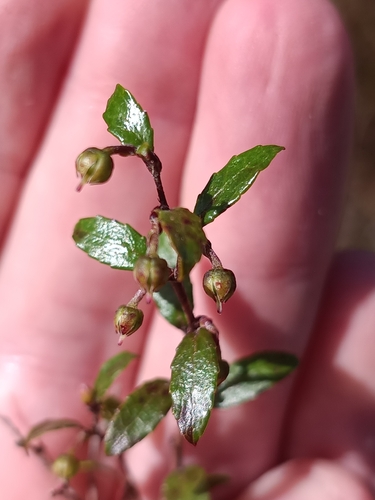 Gaultheria x wisleyensis