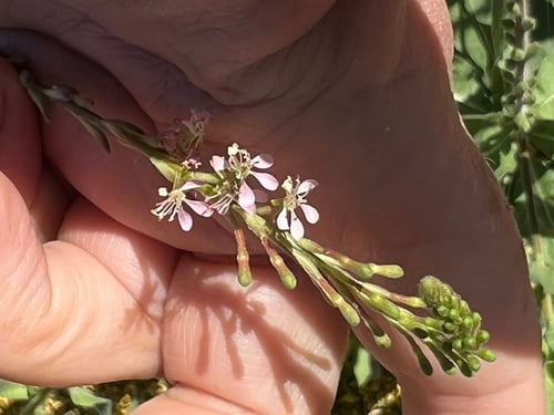 Gaura parviflora (Velvetweed) — photo