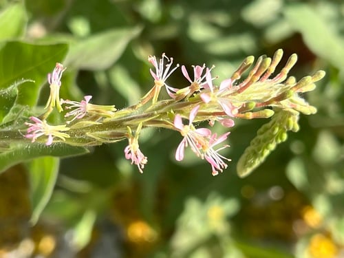 Gaura parviflora