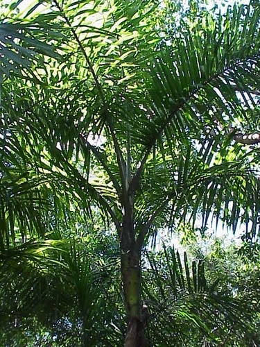 Gaussia maya — photo