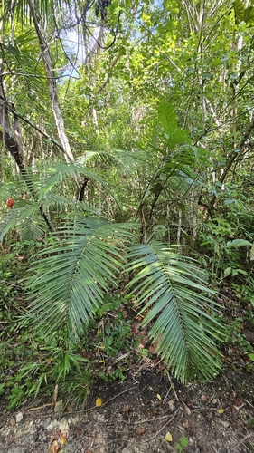 Gaussia maya — photo