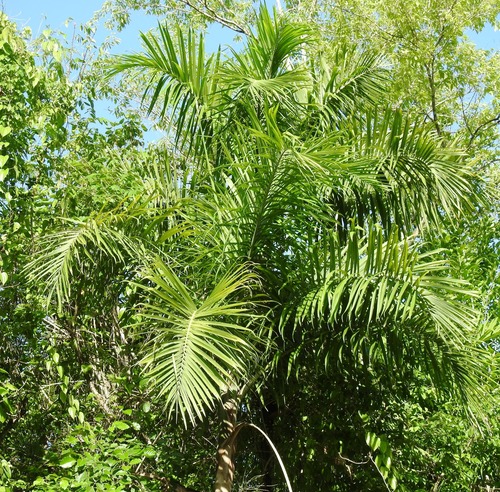 Gaussia maya