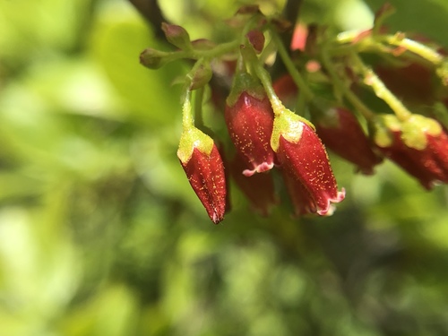 Gaylussacia baccata (Black huckleberry) — photo