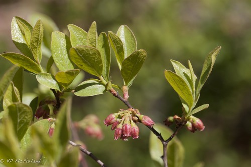 Gaylussacia baccata