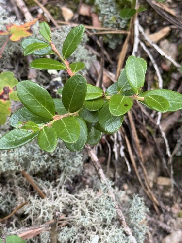 Gaylussacia brachycera (Box huckleberry) — photo