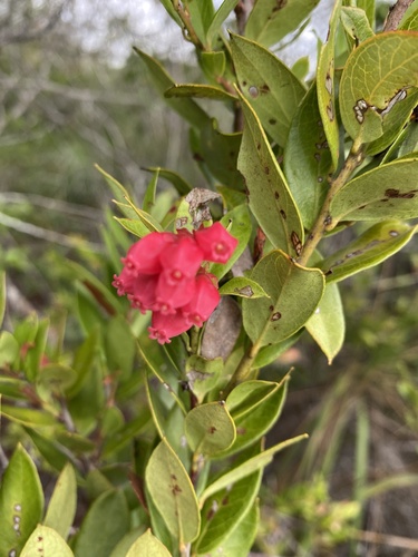 Gaylussacia brasiliensis (Camarinha) — photo