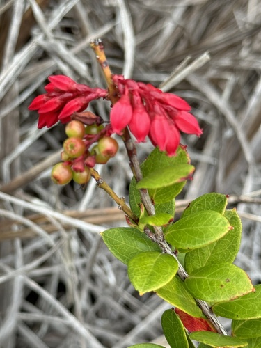 Gaylussacia brasiliensis