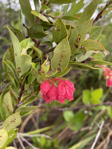 Gaylussacia brasiliensis (Camarinha) — photo