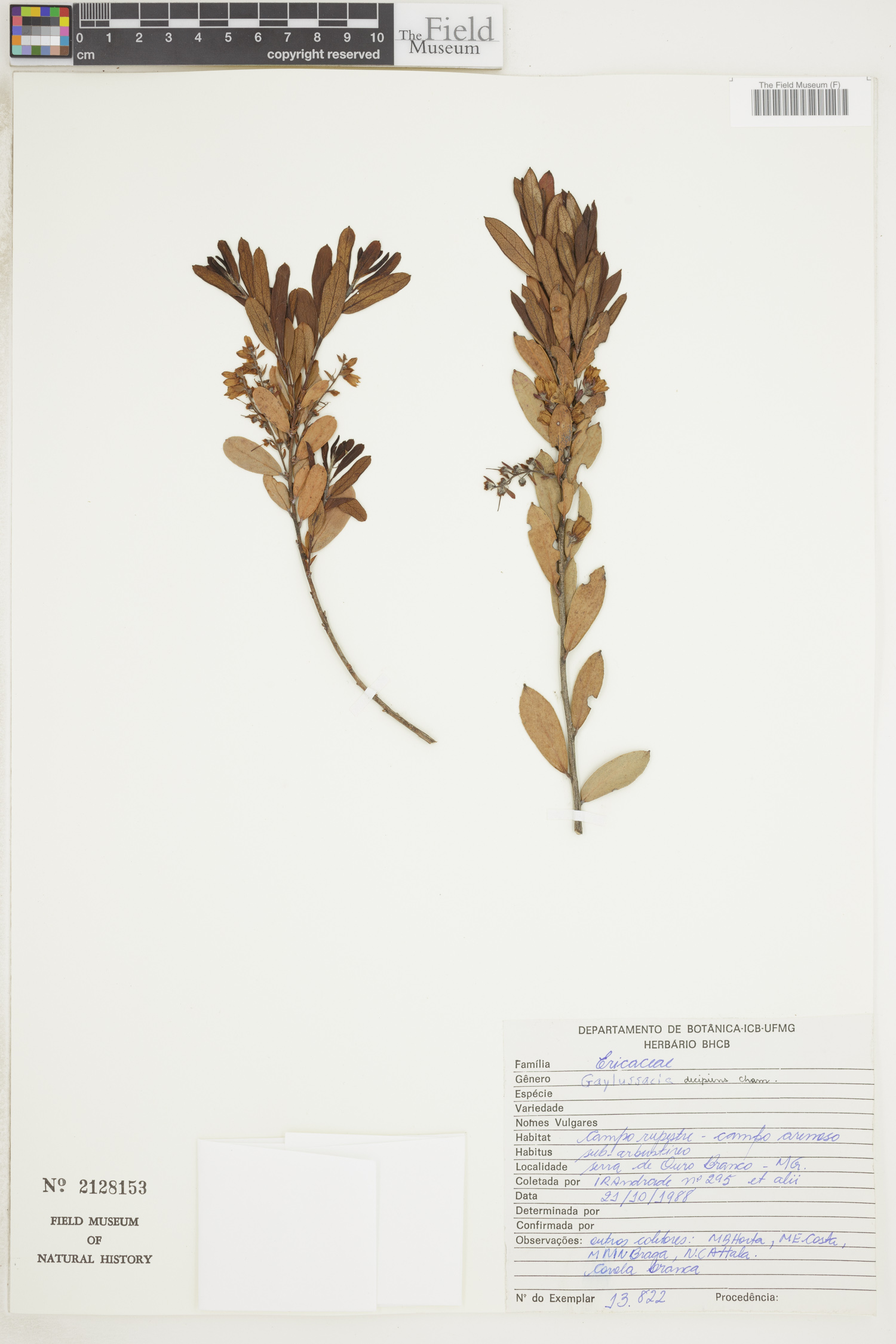 Gaylussacia decipiens