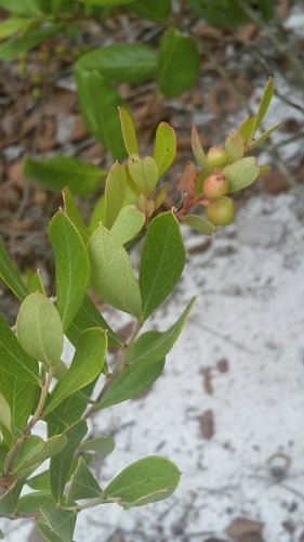Gaylussacia dumosa (Dwarf huckleberry) — photo