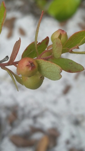 Gaylussacia dumosa (Dwarf huckleberry) — photo