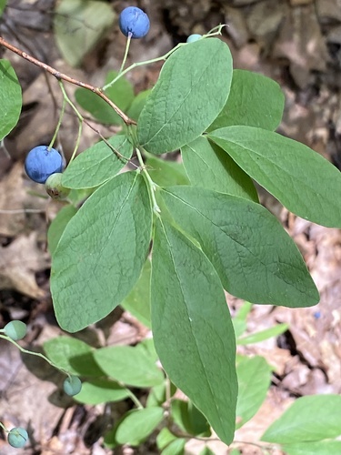Gaylussacia frondosa (Dangleberry) — photo