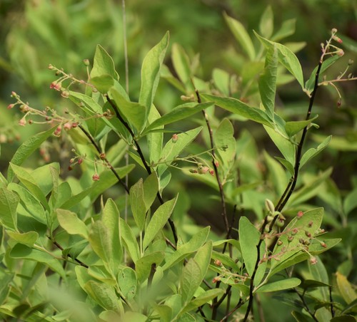 Gaylussacia frondosa