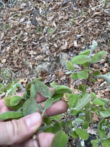 Gaylussacia ursina (Bear huckleberry) — photo