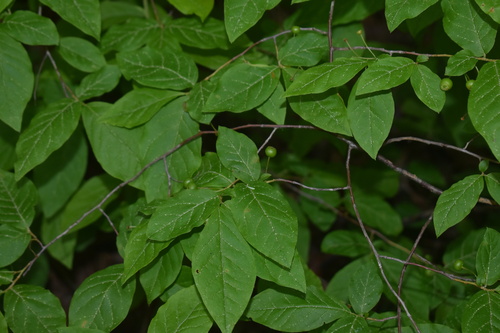 Gaylussacia ursina (Bear huckleberry) — photo